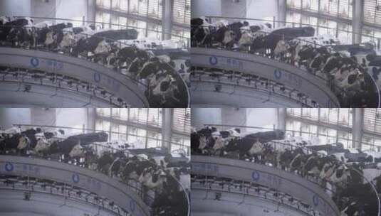 现代化牧场奶牛挤牛奶高清在线视频素材下载