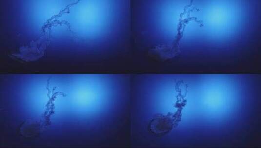 水族箱中游动的水母的慢动作。4K高清在线视频素材下载