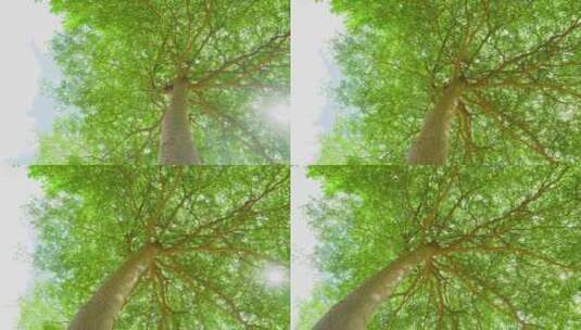 阳光透过树木绿叶高清在线视频素材下载