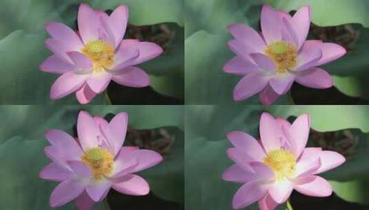 光影下的荷花花蕊花瓣高清在线视频素材下载