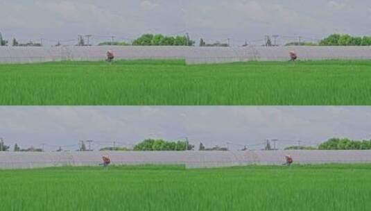 升格镜头在田间劳作的农民高清在线视频素材下载