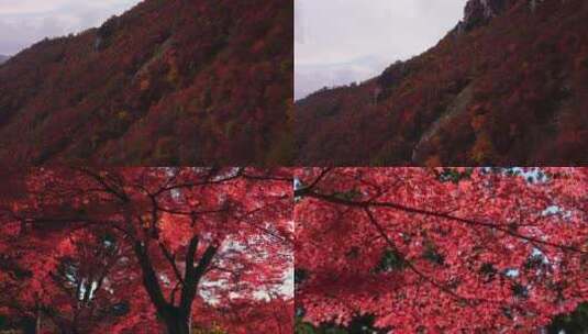 秋天秋叶秋景山林山枫叶唯美红叶航拍高清在线视频素材下载