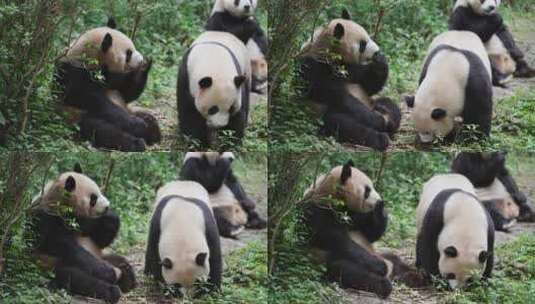 成都大熊猫基地里三只可爱的国宝熊猫吃零食高清在线视频素材下载