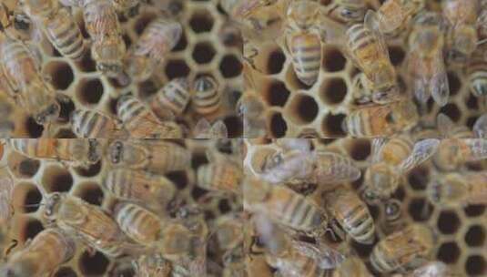 实拍蜜蜂微距视频素材高清在线视频素材下载