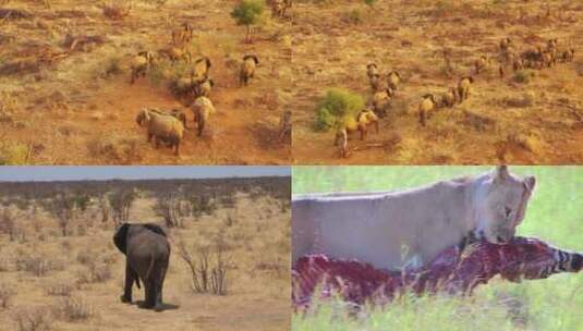 【合集】 非洲草原 秃鹫 大象 野生动物高清在线视频素材下载