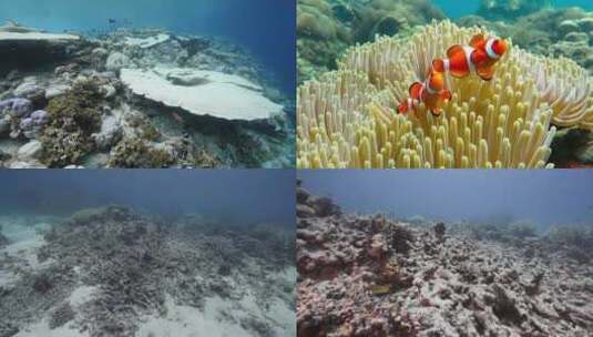 【合集】 珊瑚礁 海底 鱼群高清在线视频素材下载