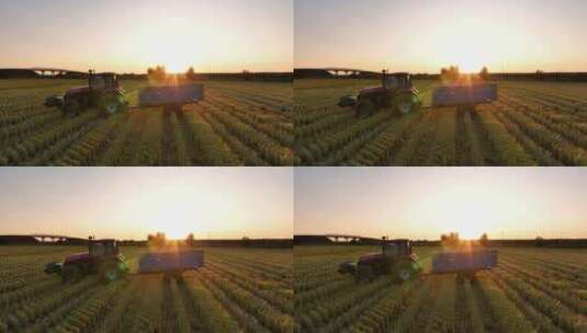 夕阳下水稻田收割机收割稻子高清在线视频素材下载