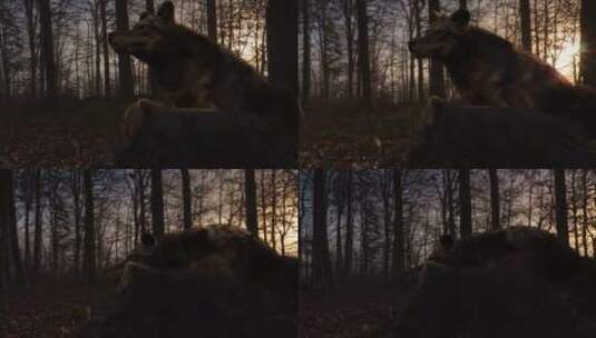 森林孤狼高清在线视频素材下载