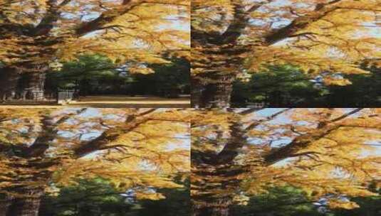 暮秋时节，秋色绚丽高清在线视频素材下载