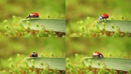 草丛中的七星瓢虫高清在线视频素材下载