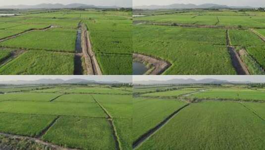 安徽丘陵平原农村水稻航拍高清在线视频素材下载