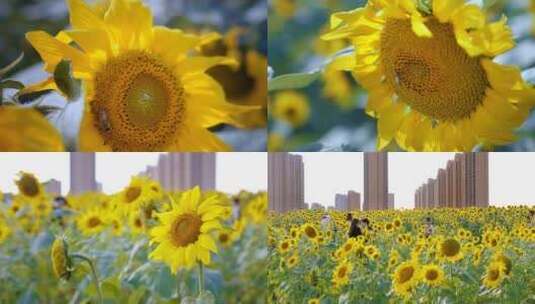 向日葵蜜蜂采蜜花海空镜头唯美高清在线视频素材下载