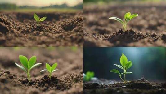 4K 植物发芽高清在线视频素材下载