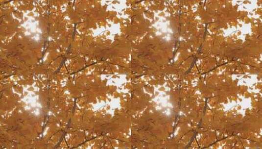 秋天季银杏树叶金黄色屋檐青砖绿瓦阳光透过高清在线视频素材下载