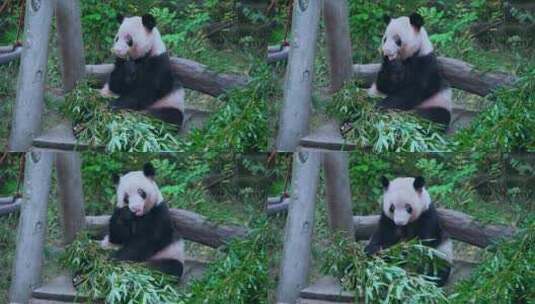 萌宠大熊猫高清在线视频素材下载