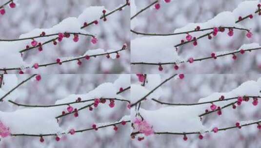 冬季下雪红梅花盛开红梅傲雪高清在线视频素材下载