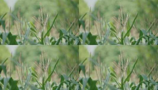 玉米花 农业 农产品高清在线视频素材下载