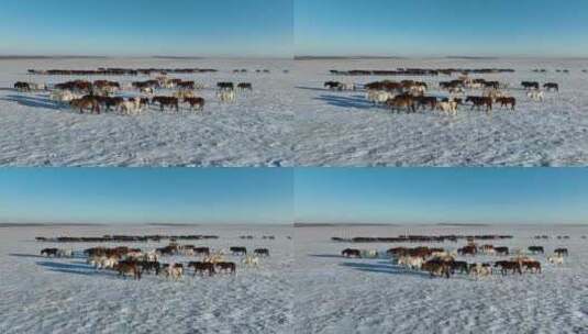 航拍呼伦贝尔冬季草原马群-141高清在线视频素材下载