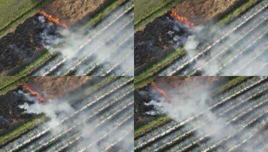 农村农田焚烧秸秆航拍高清在线视频素材下载