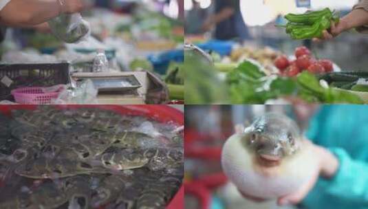 菜市场买菜 挑河豚高清在线视频素材下载