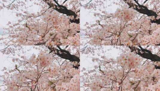 浓密的盛开的樱花树高清在线视频素材下载