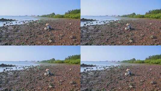 退潮海边滩涂上赶海捡海蛎子的渔民农妇高清在线视频素材下载