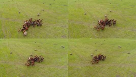 草原上奔驰的骏马高清在线视频素材下载