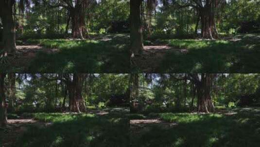福州城市公园绿化高清在线视频素材下载