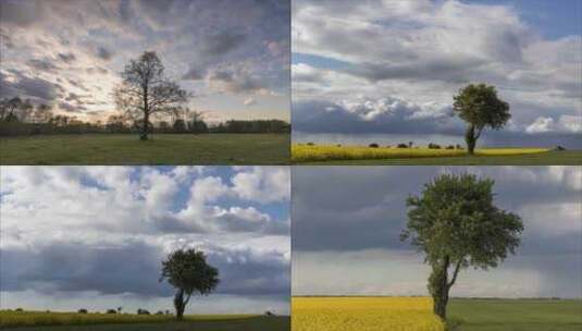 蓝天白云、大树·延时摄影高清在线视频素材下载