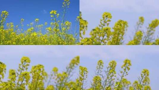自然春天植物油菜花唯美实拍视频高清在线视频素材下载