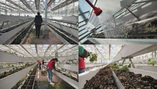 蔬菜大棚种植浇水高清在线视频素材下载