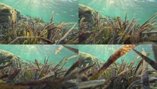 海底水下世界高清在线视频素材下载