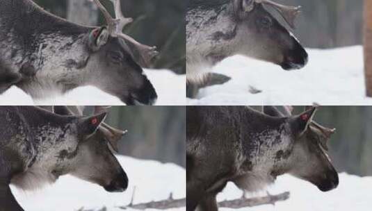 加拿大育空雪域森林中漫游的林地驯鹿特写镜高清在线视频素材下载