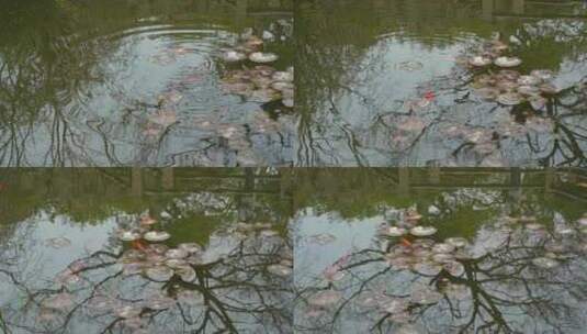 春天，苏州园林耦园，水池里自由自在的金鱼高清在线视频素材下载