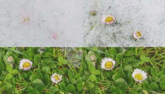 冰雪融化露出美丽花朵高清在线视频素材下载