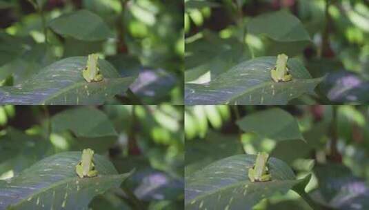 热带生态野生动物雨蛙趴在叶上高清在线视频素材下载