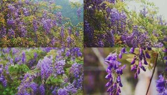 紫色花朵紫藤花高清在线视频素材下载