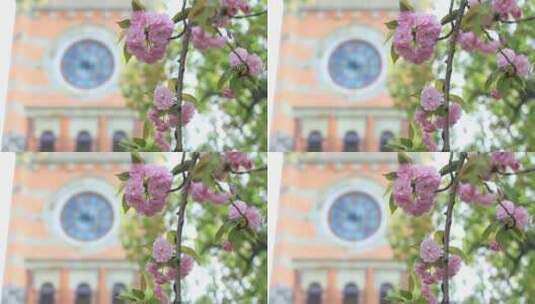 樱花林 樱花飘落时节  苏州大学樱花雨高清在线视频素材下载