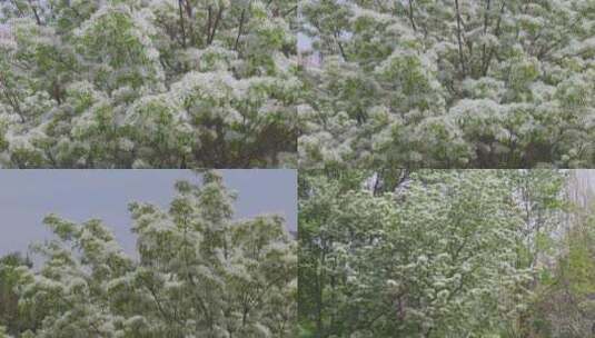 流苏特写 开花的树 白色花 中草药高清在线视频素材下载