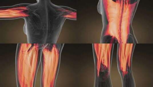 人体肌肉解剖学高清在线视频素材下载