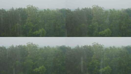 从森林的窗口看夏天的大雨和倾盆大雨高清在线视频素材下载