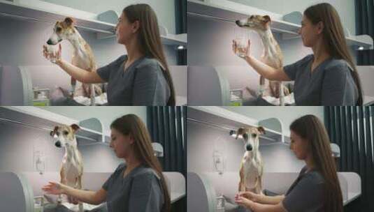 通过为灰狗设置医用滴管来照顾宠物的女兽医高清在线视频素材下载