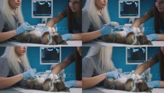 兽医特写在兽医柜的兽医桌上检查兔子高清在线视频素材下载