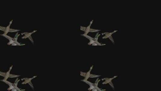 野生野鸟-4只受惊的野鸭-飞越屏幕-低角高清在线视频素材下载