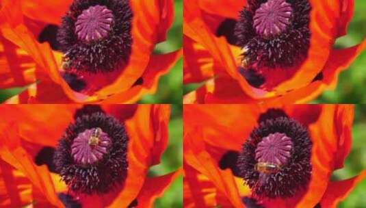 红色罂粟花头特写花瓣罂粟在草地野生罂粟地高清在线视频素材下载