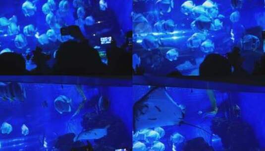 海洋馆各种鱼类高清在线视频素材下载