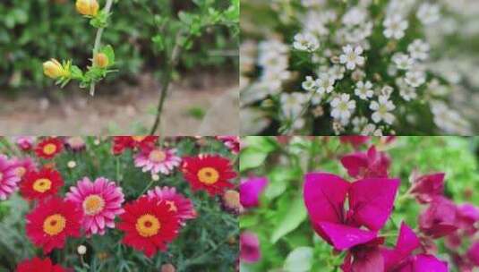 实拍春天百花盛开鲜花植物高清在线视频素材下载