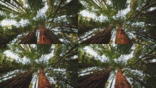 原始森林风光地貌空镜高清在线视频素材下载