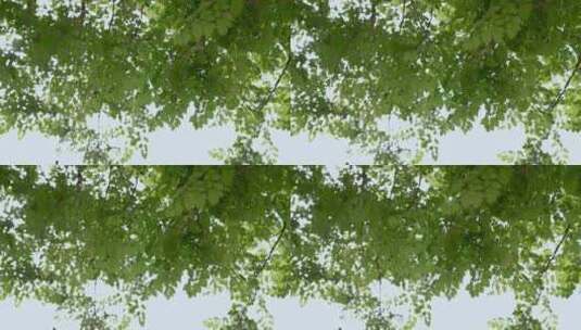 阳光下的树叶高清在线视频素材下载