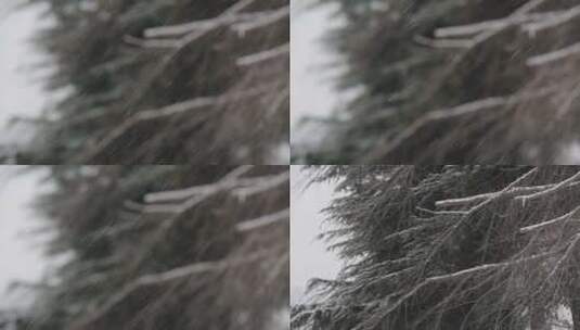 雪中的雪松树高清在线视频素材下载